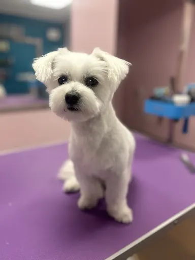 animania psi fryzjer